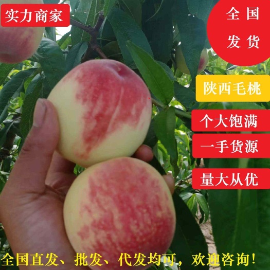 【精品】毛桃518大量上市，产地直发，皮薄汁多，甜度高