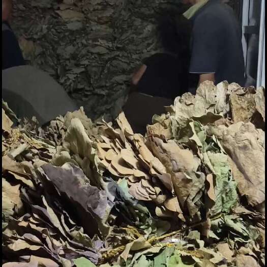 方城县干槲叶