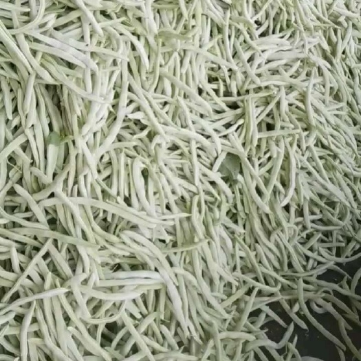 北镇市白豆角大量上市，质量好，新开园的，欢迎各地老板前来