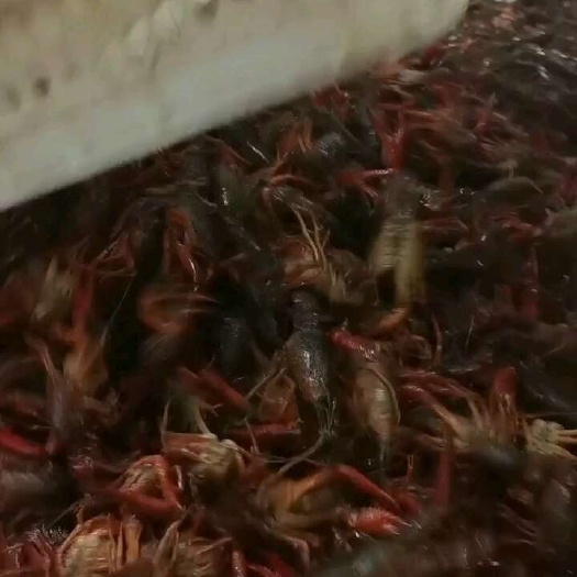 洪湖市小龙虾