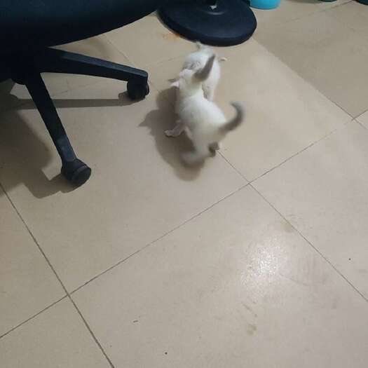 广州布偶猫