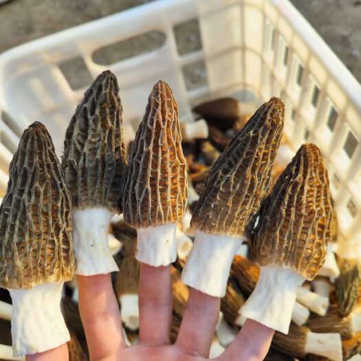 柏乡县头茬厚肉精品羊肚菌