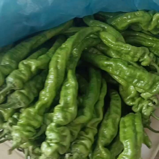 兰陵县龙椒