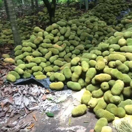 三亚榴莲蜜一件代发
