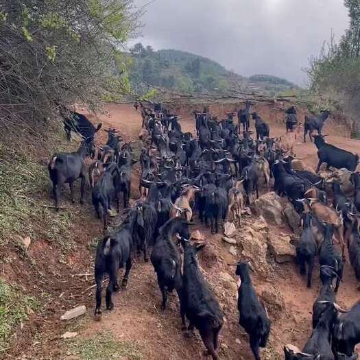 威宁县黑山羊