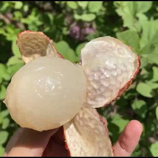 海口现货陆侨海南无核荔枝4.5斤礼盒空运到家海南特产
