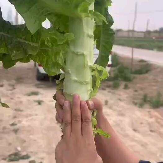兰州红叶莴笋