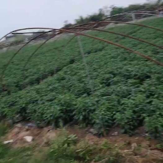 自贡150亩钢架大棚转让，有意者详谈，河边沙地，水源方便有农用电
