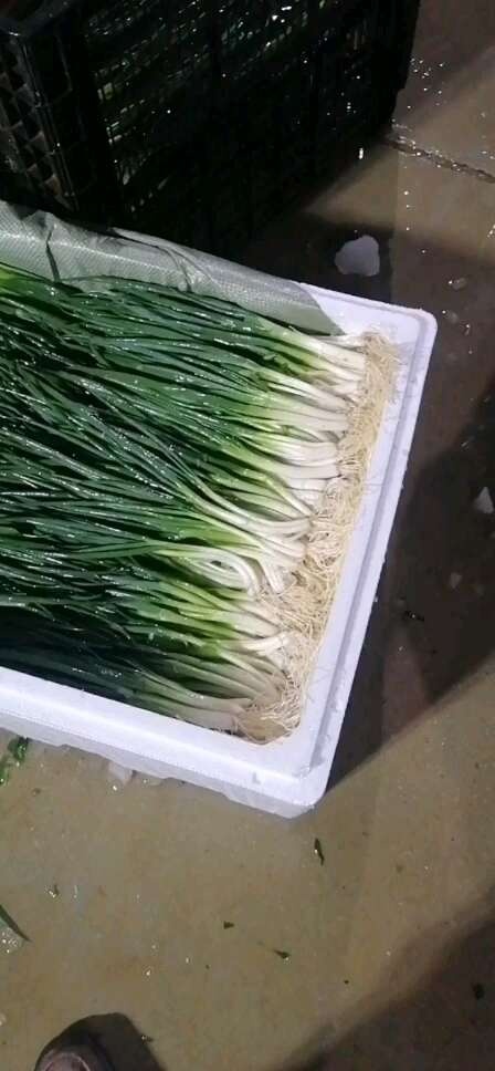 泸西县云南泸西小葱