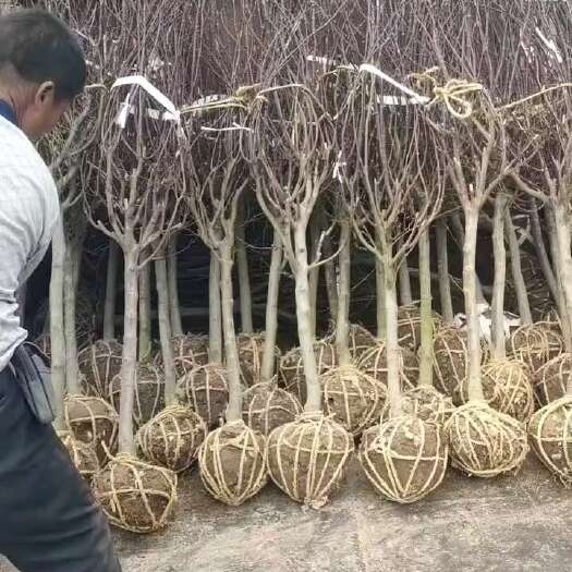 沭阳县红枫
