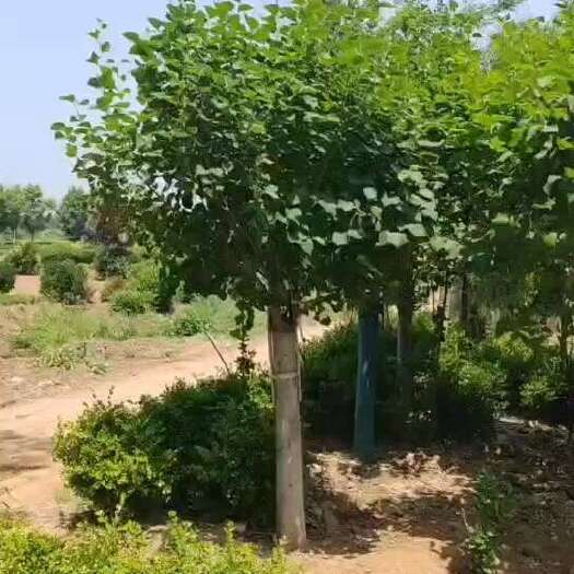 直径10公分紫丁香