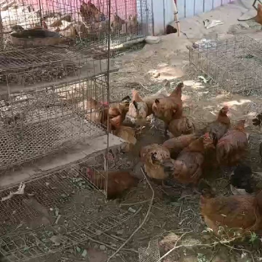 荥阳市老母鸡
