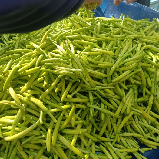 商丘新鲜黄花菜