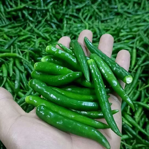 南充精品青小米  去把工厂货  需要滴滴