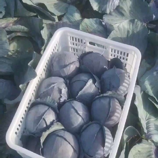 邯郸紫甘蓝