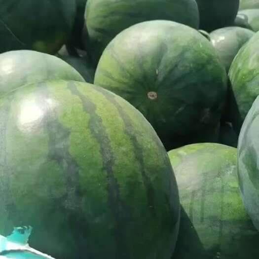 昌乐县精品无籽西瓜大量上市