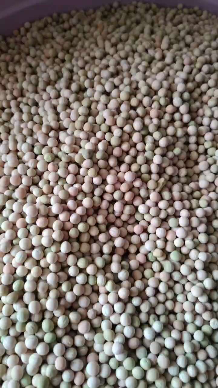 新豌豆种本地豌豆吃豌豆菜豌豆尖可水培豌豆苗白豌豆朱砂红豌豆种