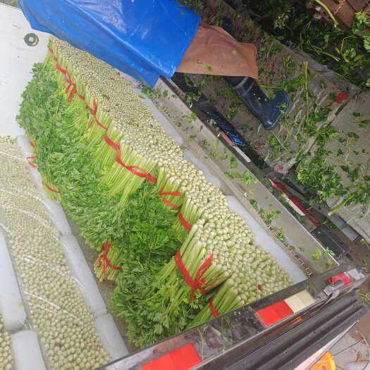 西安陕西芹菜，西芹，全年供应各大商超，规格非常适合各地采购商标准