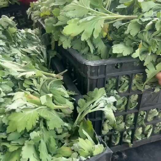 亳州北京菊苗苗，需要的联系
