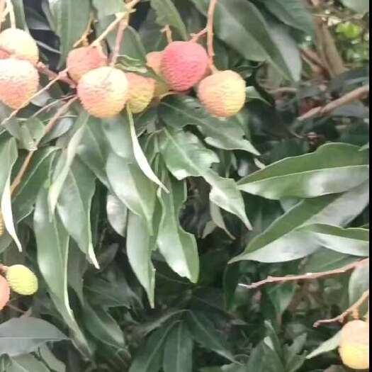 遂溪县妃子笑，白糖罂大量上市了要的老板私聊产地发货广西灵山代办