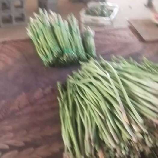 景东县绿芦笋