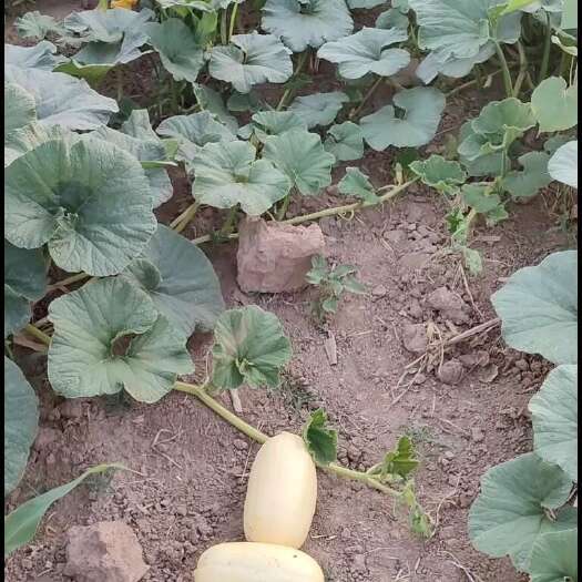 菏泽笋瓜自产自销