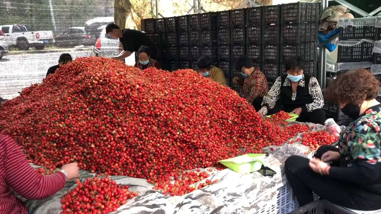 山东露天大樱桃