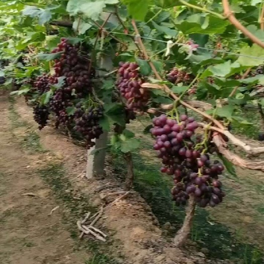 冠县巨盛一号红提，现货，量大，有需求者联系