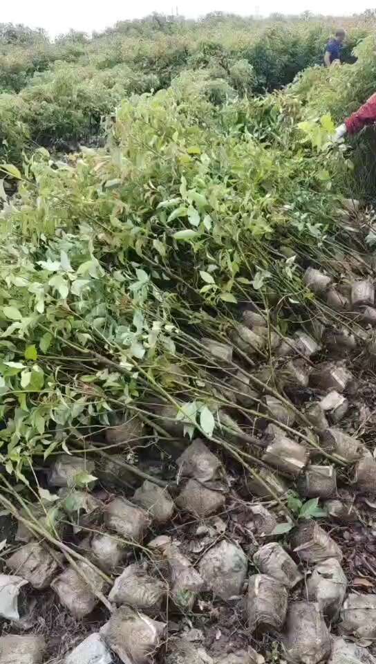 香樟杯苗供应中