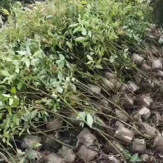 德安县香樟杯苗供应中