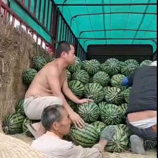 昭通陕西大鹏瓜