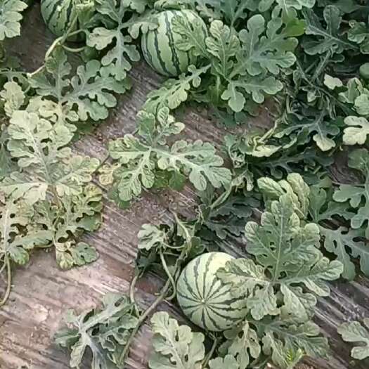 天津麒麟瓜