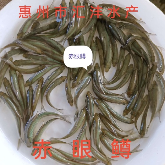 赤眼鳟鱼一条可以做鱼生刺身的鱼，苗场直供，量大从优，技术支持