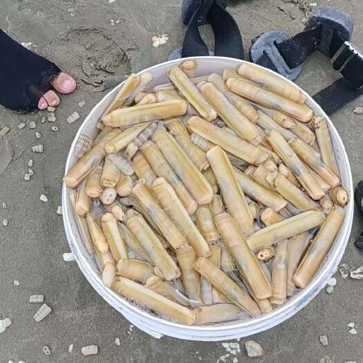 陆丰市70-80mm海蛏，当天现起，白净无黒斑。供货稳定