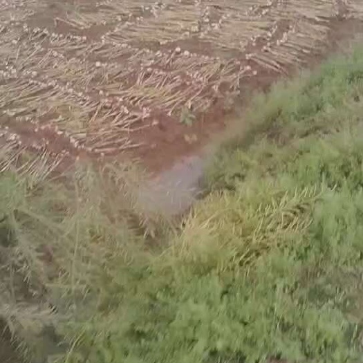 紫皮大蒜产地直供