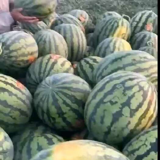 昭通陕西大棚田王