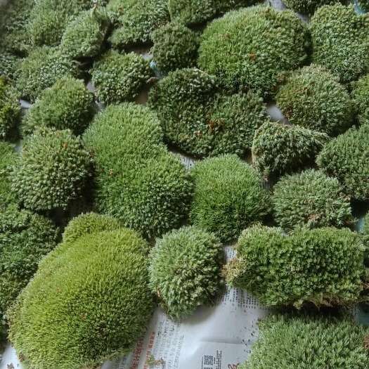 天柱县白发苔藓批发，大小都有