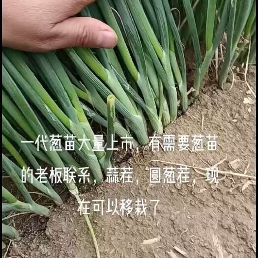 潍坊一代葱苗大量上市，有需要蒜茬圆葱茬葱苗的老板联系，品种齐全