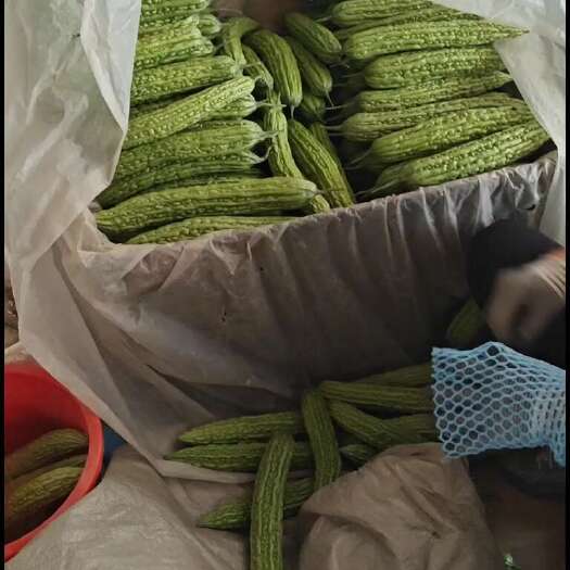 寿光市精品苦瓜