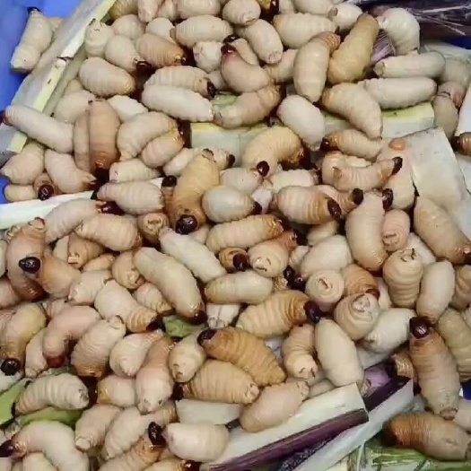 湛江竹虫，