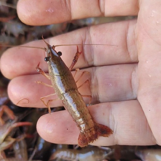 洪湖市小龙虾苗  湖北洪湖原塘淡水小龙虾虾苗