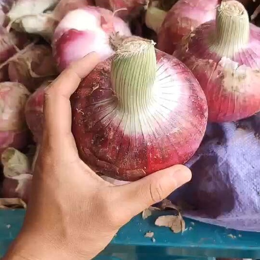 新野县洋葱