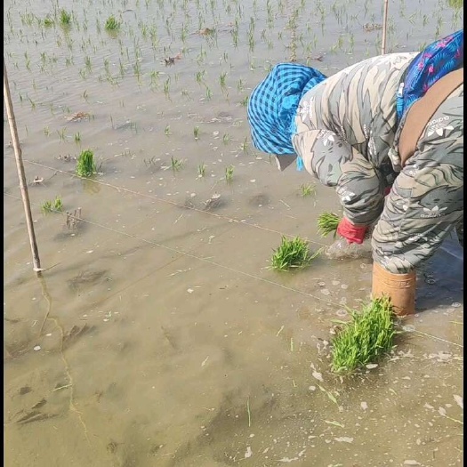 盘锦水稻插秧