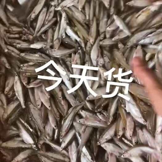 廉江市当天新鲜蓝刀、白肖、翘嘴