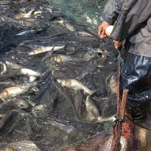 昆明水库鱼  大头鱼 花鲢鱼 成品及鱼苗