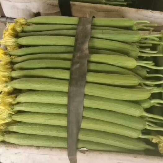 寿光市精品，精品鲜花丝瓜，，鲜花丝瓜大降价