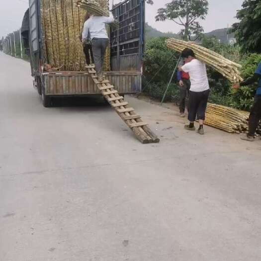 广州榨汁黄皮