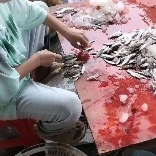 廉江市蓝刀鱼翘嘴白肖每日鲜货