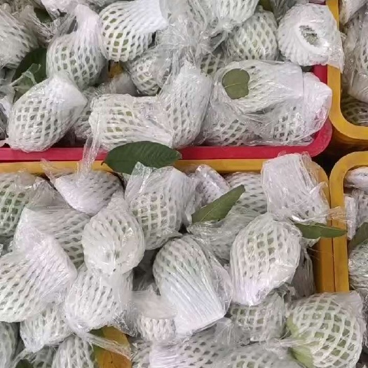 廉江市西瓜红番石榴