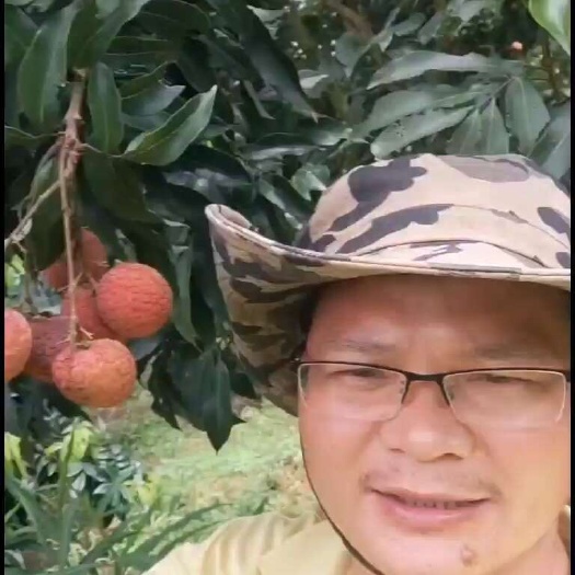 高州市(招代理)2025荔枝种植户，果园直发一手货源，微商合作